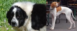 Greek Sheepdog vs English Pointer - Breed Comparison