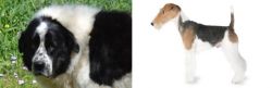 Greek Sheepdog vs Fox Terrier - Breed Comparison