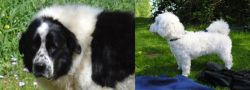 Greek Sheepdog vs Franzuskaya Bolonka - Breed Comparison