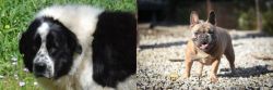 Greek Sheepdog vs French Bulldog - Breed Comparison