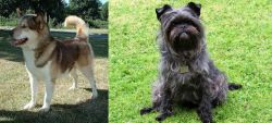 Greenland Dog vs Affenpinscher - Breed Comparison