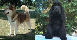 Greenland Dog vs American Cocker Spaniel - Breed Comparison