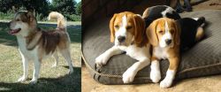 Greenland Dog vs Beagle - Breed Comparison
