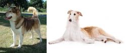 Greenland Dog vs Borzoi - Breed Comparison