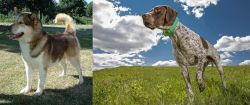 Greenland Dog vs Braque Francais (Pyrenean Type) - Breed Comparison