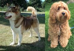 Greenland Dog vs Cockapoo - Breed Comparison