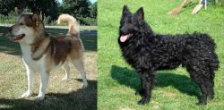 Greenland Dog vs Croatian Sheepdog - Breed Comparison