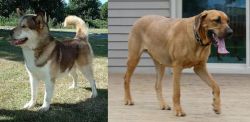 Greenland Dog vs Danish Broholmer - Breed Comparison