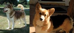 Greenland Dog vs Dorgi - Breed Comparison