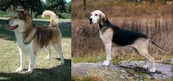 Greenland Dog vs Dunker - Breed Comparison