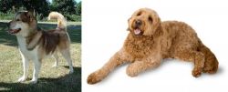 Greenland Dog vs Golden Doodle - Breed Comparison