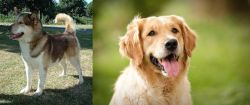 Greenland Dog vs Golden Retriever - Breed Comparison