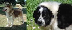 Greenland Dog vs Greek Sheepdog - Breed Comparison
