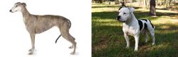Greyhound vs American Bulldog - Breed Comparison