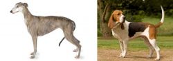 Greyhound vs Artois Hound - Breed Comparison
