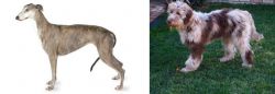 Greyhound vs Aussie Doodles - Breed Comparison