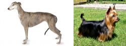 Greyhound vs Australian Silky Terrier - Breed Comparison