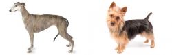 Greyhound vs Australian Terrier - Breed Comparison