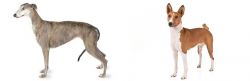 Greyhound vs Basenji - Breed Comparison