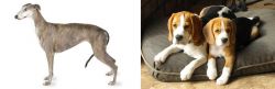 Greyhound vs Beagle - Breed Comparison
