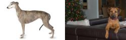 Greyhound vs Black Mouth Cur - Breed Comparison