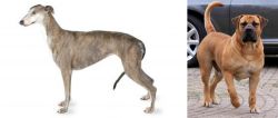 Greyhound vs Boerboel - Breed Comparison