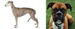 Greyhound vs Boxer - Breed Comparison