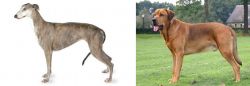 Greyhound vs Broholmer - Breed Comparison