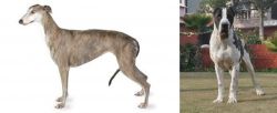 Greyhound vs Bully Kutta - Breed Comparison