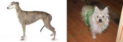Greyhound vs Cairland Terrier - Breed Comparison