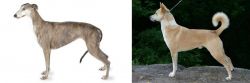 Greyhound vs Canaan Dog - Breed Comparison