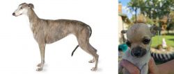 Greyhound vs Chihuahua - Breed Comparison