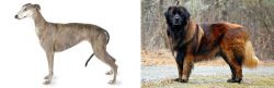Greyhound vs Estrela Mountain Dog - Breed Comparison