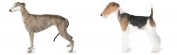 Greyhound vs Fox Terrier - Breed Comparison