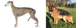Greyhound vs German Shepherd - Breed Comparison