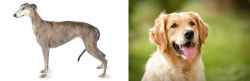 Greyhound vs Golden Retriever - Breed Comparison