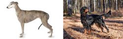 Greyhound vs Gordon Setter - Breed Comparison