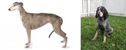 Greyhound vs Grand Bleu de Gascogne - Breed Comparison