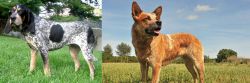 Griffon Bleu de Gascogne vs Australian Red Heeler - Breed Comparison