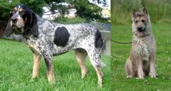 Griffon Bleu de Gascogne vs Belgian Shepherd Dog (Laekenois) - Breed Comparison