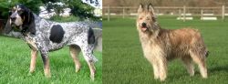 Griffon Bleu de Gascogne vs Berger Picard - Breed Comparison