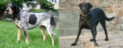 Griffon Bleu de Gascogne vs Cao de Castro Laboreiro - Breed Comparison