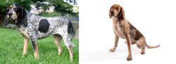 Griffon Bleu de Gascogne vs Coonhound - Breed Comparison