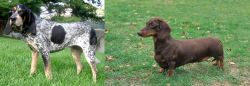 Griffon Bleu de Gascogne vs Dachshund - Breed Comparison