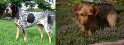 Griffon Bleu de Gascogne vs Dorkie - Breed Comparison