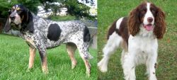Griffon Bleu de Gascogne vs English Springer Spaniel - Breed Comparison