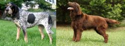 Griffon Bleu de Gascogne vs Flat-Coated Retriever - Breed Comparison