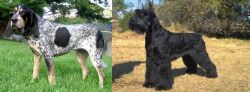 Griffon Bleu de Gascogne vs Giant Schnauzer - Breed Comparison