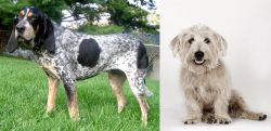 Griffon Bleu de Gascogne vs Glen of Imaal Terrier - Breed Comparison