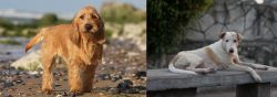 Griffon Fauve de Bretagne vs Askal - Breed Comparison